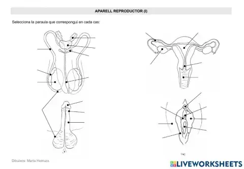 Aparell reproductor (I)