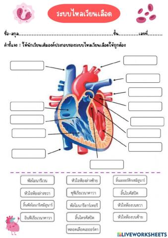 ระบบหมุนเวียนเลือด