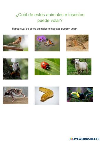 ¿Cuál de estos animales e insectos puede volar? - Seleccionar