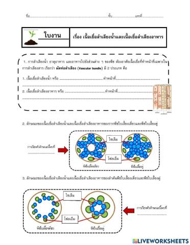 เนื้อเยื่อลำเลียงน้ำและเนื้อเยื่อลำเลียงอาหาร