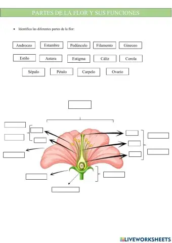 Partes de la flor y sus funciones