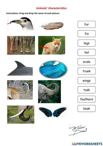 Animals Characteristics