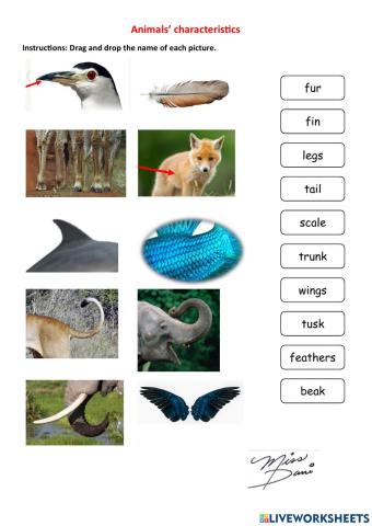 Animals Characteristics