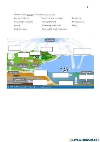 Carbon cycle