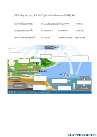 วัฎจักรคาร์บอน