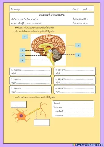 แบบฝึกหัดที่ 5 ระบบประสาท