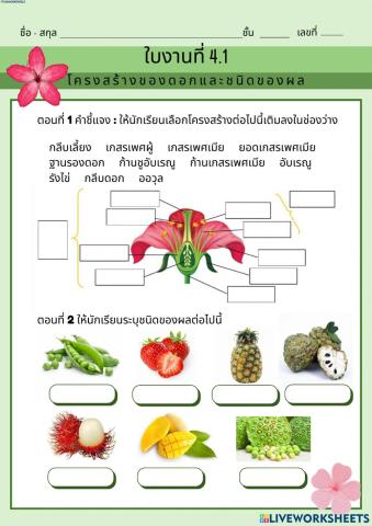 โครงสร้างของพืชดอก