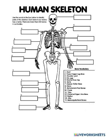Skeletal System