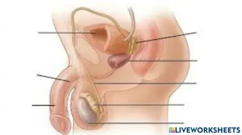 Mapa organo masculino