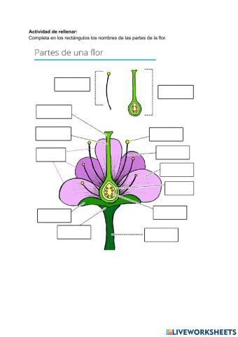 Partes de las plantas