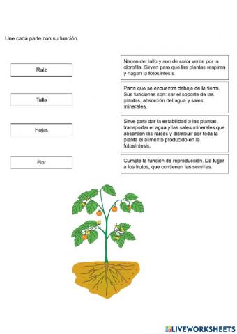 Los órganos de las plantas y sus funciones