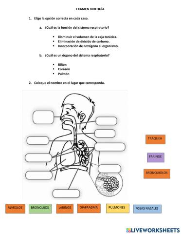 Examen de biologia 2bgu a