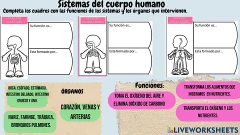 Sistemas del cuerpo humano.
