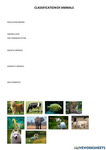 Classification of animals