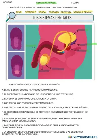 Sistema de genitales