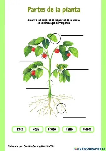 Partes de las Plantas