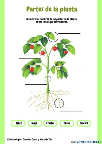 Partes de las Plantas