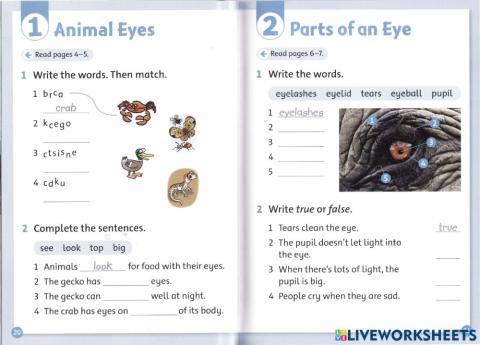Reading-Basic Level 1-Eye
