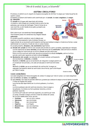 Sistema Circulatorio
