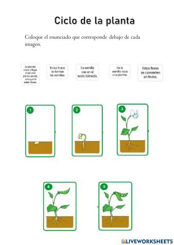 Ciclo de la planta