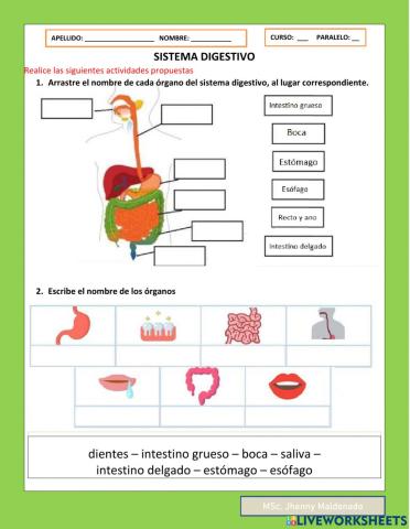 Sistemas digestivo - respiratorio