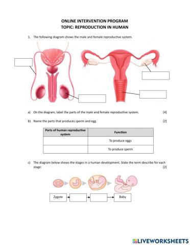 Human reproductive system
