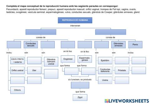 Mapa conceptual - reproducció humana