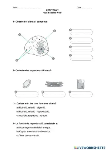 Els èssers vius- la cèl·lulla