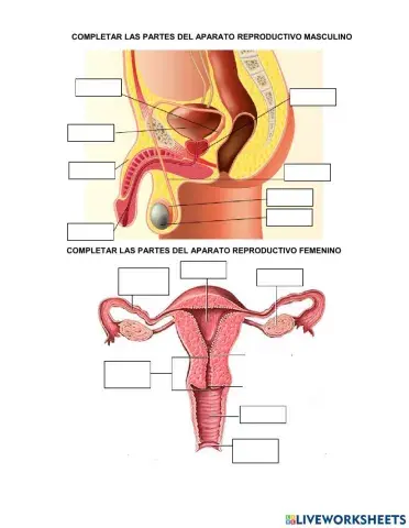 Partes aparato reproductivo masculino y femenino