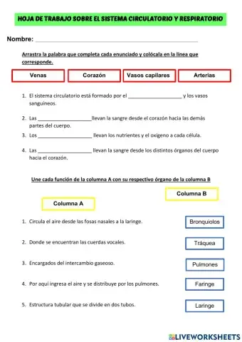 Sistema circulatorio y respiratorio