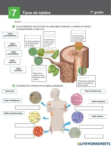 Tipos de tejidos vegetales y animales