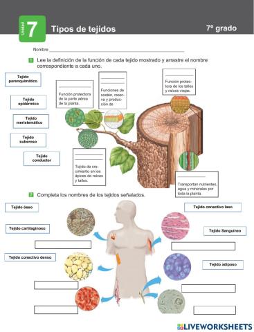 Tipos de tejidos vegetales y animales