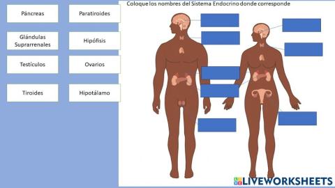 Sistema Endocrino