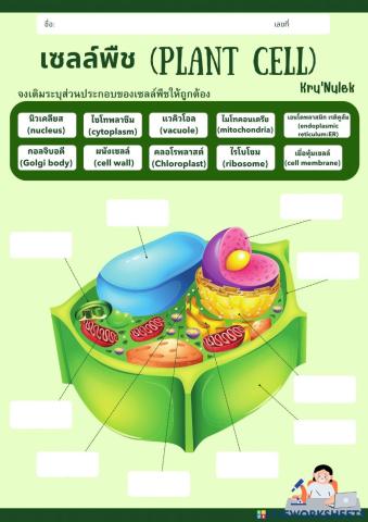 โครงสร้างของเซลล์พืช
