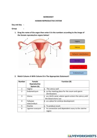 Female Organ Reproductive System