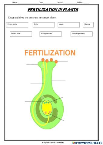 Fertilization in plants