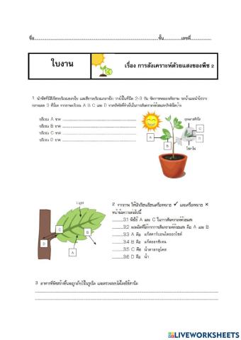 การสังเคราะห์ด้วยแสง 2