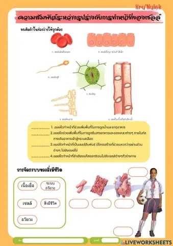 หน่วยพื้นฐานของเซลล์