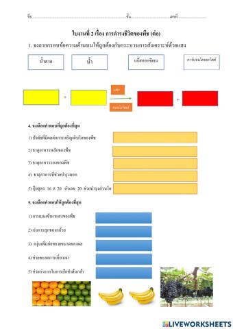 ใบงานที่ 2 เรื่อง การดำรงชีวิตของพืช