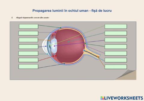 Propagarea luminii în ochiul uman