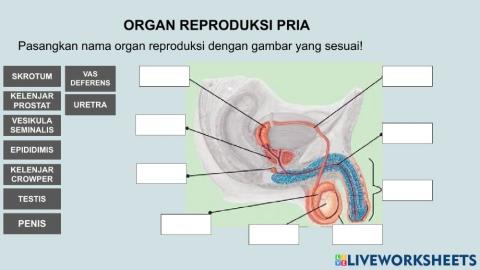 Drag and Drop -Organ Reproduksi Pria-