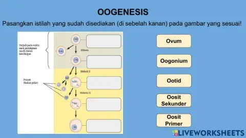 Oogenesis