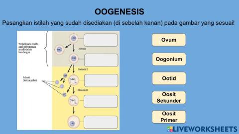 Oogenesis