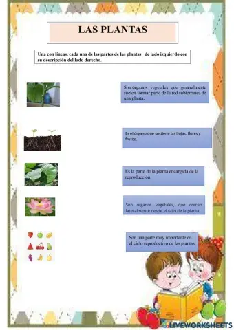 Las Plantas y sus funciones