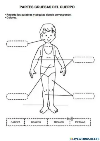 Partes del cuerpo humano