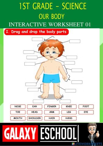 1st grade sl-1 body parts