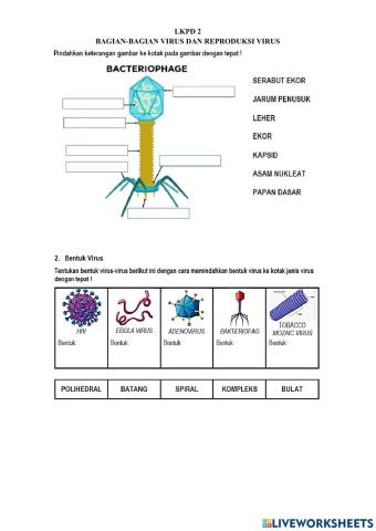 Bentuk virus dan reproduksi virus