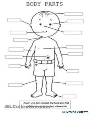 Body parts
