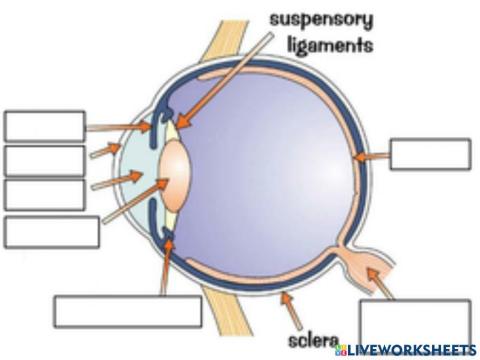 Structure of Human Eye