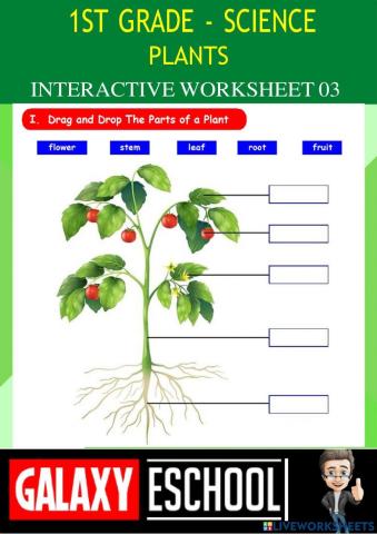 1st-science-ps03-plants-Galaxy
